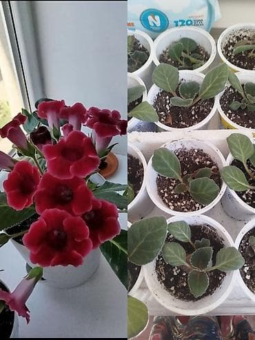 Глоксиния (Sinningia speciosa) — комнатные растения и укоренённые at lalafo.kg Глоксиния (Sinningia speciosa) — комнатные растения и укоренённые