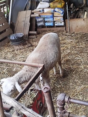 Продаю | Баран (самец) | На забой at lalafo.kg Продаю | Баран (самец) | На забой