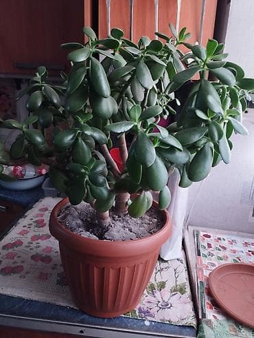 Толстянка (денежное дерево), крупный разветвлённый куст в горшке. - at lalafo.kg Толстянка (денежное дерево), крупный разветвлённый куст в горшке. -