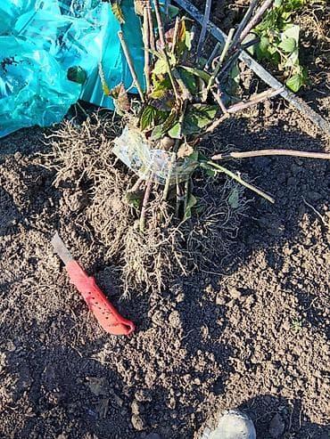 Саженцы ежевики продаются! второй год. цена ДОГОВОРНАЯ! at lalafo.kg Саженцы ежевики продаются! второй год. цена ДОГОВОРНАЯ!