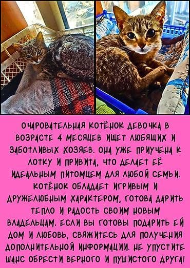 Кошка даром: Беспородная, 4 месяца, Девочка, Приучена к лотку, Проглистована, С прививками at lalafo.kg — 1 Кошка даром: Беспородная, 4 месяца, Девочка, Приучена к лотку, Проглистована, С прививками — 1