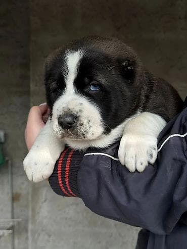 Продаю щенков Алабая, средне азиатской овчарки, в помете было три at lalafo.kg — 1 Продаю щенков Алабая, средне азиатской овчарки, в помете было три — 1