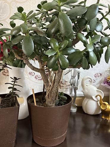 Толстянка (денежное дерево), взрослые экземпляры в декоративных кашпо at lalafo.kg Толстянка (денежное дерево), взрослые экземпляры в декоративных кашпо