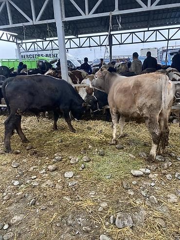 Продаю | Бык (самец) | Алатауская at lalafo.kg Продаю | Бык (самец) | Алатауская