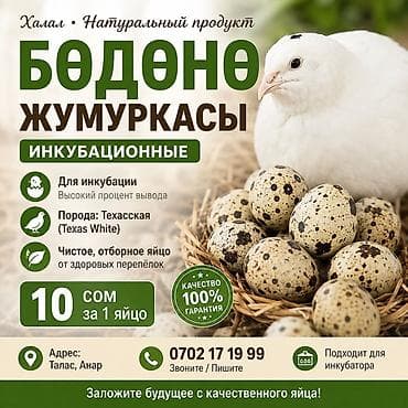Инкубационные перепелиные яйца, халяль, натуральный продукт. - at lalafo.kg Инкубационные перепелиные яйца, халяль, натуральный продукт. -