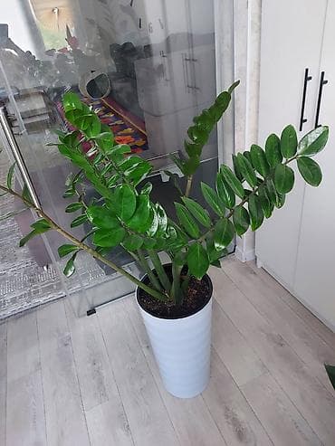 Замиакулькас, долларовое дерево. Высота около 1.5 м. Пересажен в at lalafo.kg Замиакулькас, долларовое дерево. Высота около 1.5 м. Пересажен в