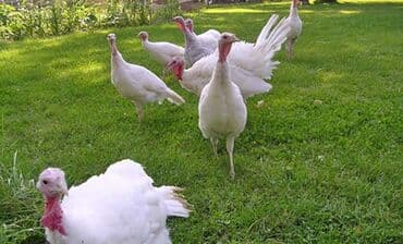 Продаю | Индюшата | Бройлерная at lalafo.kg Продаю | Индюшата | Бройлерная