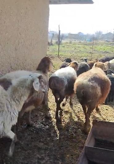 Продаю | Овца (самка) | Для разведения | Матка at lalafo.kg Продаю | Овца (самка) | Для разведения | Матка