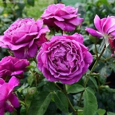 Предлагаем саженцы роз разного возрастаплетистые,кустовые,цены lalafo.kg да — 4 Предлагаем саженцы роз разного возрастаплетистые,кустовые,цены — 4