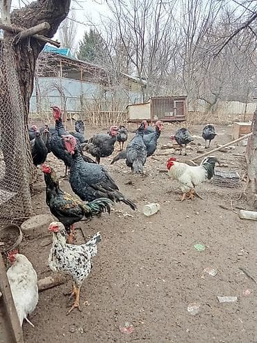 Продаю | Индюк (самец) | Для разведения | Племенные at lalafo.kg Продаю | Индюк (самец) | Для разведения | Племенные