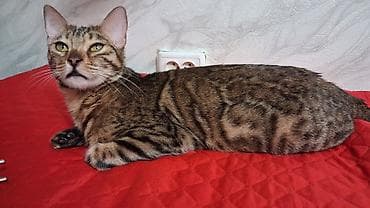 Бенгальская, 1 год, Девочка, Приучена к лотку, Проглистована, С документами at lalafo.kg — 5 Бенгальская, 1 год, Девочка, Приучена к лотку, Проглистована, С документами — 5