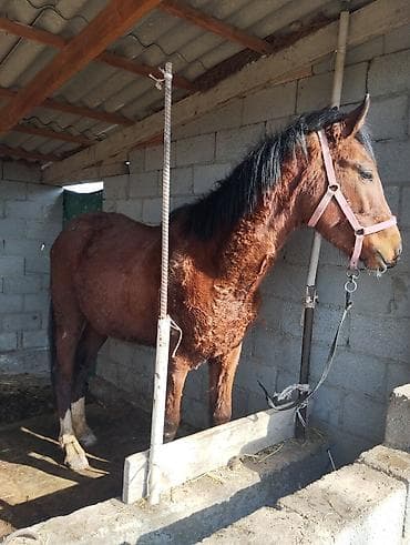 Продаю | Конь (самец) | Полукровка | Конный спорт | Племенные at lalafo.kg Продаю | Конь (самец) | Полукровка | Конный спорт | Племенные