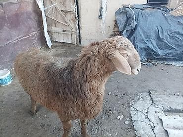 Продаю | Баран (самец) | Арашан | Для разведения at lalafo.kg Продаю | Баран (самец) | Арашан | Для разведения
