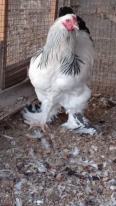 Продаю | Петух | Брама | Для разведения at lalafo.kg Продаю | Петух | Брама | Для разведения