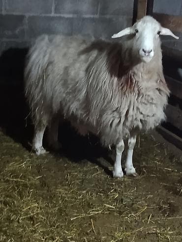 Продаю | Овца (самка) | На забой at lalafo.kg Продаю | Овца (самка) | На забой