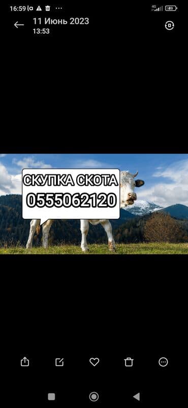 Куплю | Коровы, быки, Лошади, кони, Другие с/х животные | Круглосуточно, Любое состояние, Забитый at lalafo.kg Куплю | Коровы, быки, Лошади, кони, Другие с/х животные | Круглосуточно, Любое состояние, Забитый