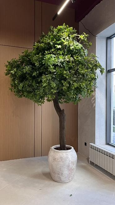 Искусственные декоративные деревья в кашпо для интерьера и экстерьера at lalafo.kg — 2 Искусственные декоративные деревья в кашпо для интерьера и экстерьера — 2