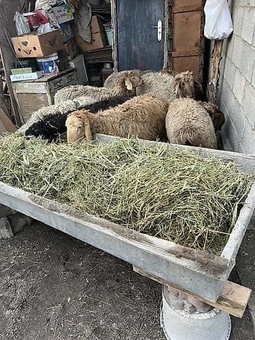 JAC: 5 баш козу круг сатылат at lalafo.kg — 1 JAC: 5 баш козу круг сатылат — 1