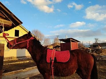 Сатылаь тай жазга кунан жакшы жош Ден срлугу жакшы at lalafo.kg Сатылаь тай жазга кунан жакшы жош Ден срлугу жакшы