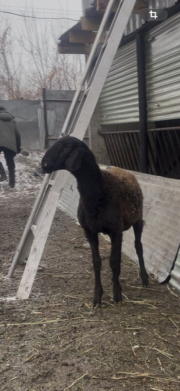 Продаю | Овца (самка), Ягненок | Арашан at lalafo.kg Продаю | Овца (самка), Ягненок | Арашан