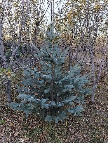 Голубая ель (ели колючие) для озеленения участков at lalafo.kg Голубая ель (ели колючие) для озеленения участков