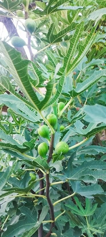 ИНЖИР ✅🌱 В весенний период!!!🌱 Откроем сезон продаж саженцев инжира at lalafo.kg ИНЖИР ✅🌱 В весенний период!!!🌱 Откроем сезон продаж саженцев инжира