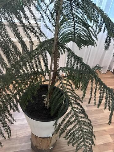 Араукария разнолистная (Norfolk Island Pine), крупное комнатное at lalafo.kg Араукария разнолистная (Norfolk Island Pine), крупное комнатное