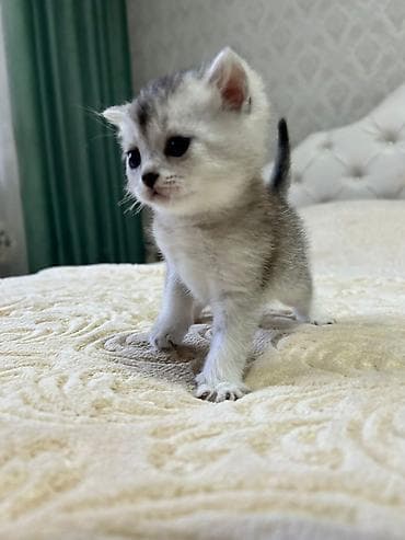 Котёнок с серебристым окрасом шиншилла (серебро с затемнённой спинкой at lalafo.kg Котёнок с серебристым окрасом шиншилла (серебро с затемнённой спинкой