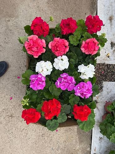 Proton: Комнатные цветы в горшках — ассортимент из теплицы - Каланхоэ at lalafo.kg — 8 Proton: Комнатные цветы в горшках — ассортимент из теплицы - Каланхоэ — 8