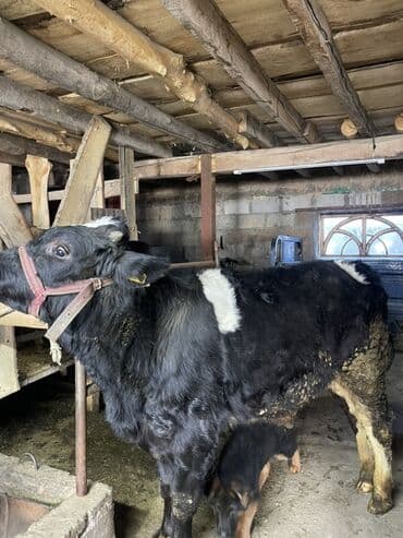 Продаю | Бык (самец) | Голштин | На откорм, Для разведения at lalafo.kg Продаю | Бык (самец) | Голштин | На откорм, Для разведения