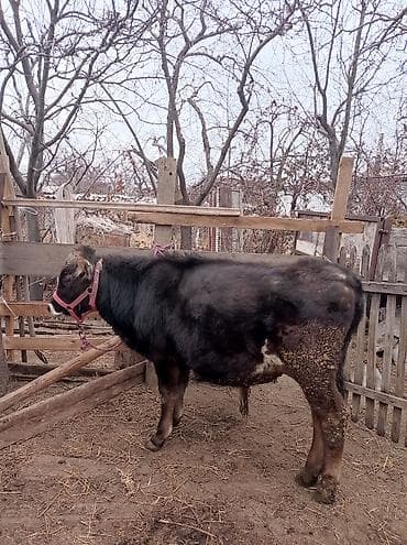 Продаю | Бык (самец) | На откорм at lalafo.kg Продаю | Бык (самец) | На откорм