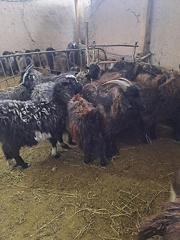 Продаю | Козёл (самец) | Полукровка | Для разведения | Племенные at lalafo.kg Продаю | Козёл (самец) | Полукровка | Для разведения | Племенные