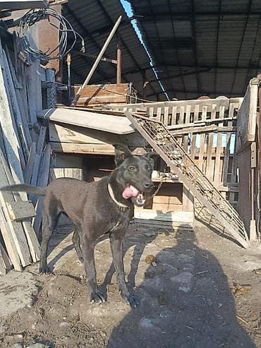 Продаю собаку лабрадор ретривер at lalafo.kg Продаю собаку лабрадор ретривер