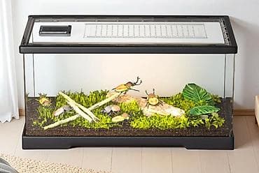 Террариум/виварий для насекомыхящерици мелких экзотических at lalafo.kg Террариум/виварий для насекомыхящерици мелких экзотических