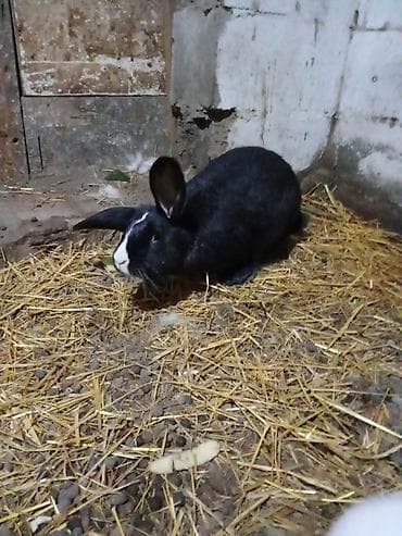 Продаю | Кролик самец | Для разведения at lalafo.kg Продаю | Кролик самец | Для разведения