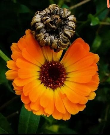 Календула (ноготки) – рассада и семена - Сорт с ярко-оранжевыми at lalafo.kg Календула (ноготки) – рассада и семена - Сорт с ярко-оранжевыми