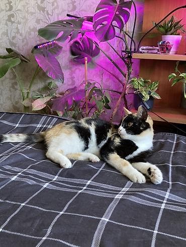 Кошка даром: Беспородная, Девочка, Приучена к лотку at lalafo.kg Кошка даром: Беспородная, Девочка, Приучена к лотку