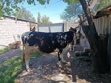 Продаю | Корова (самка) | Для молока | Стельные at lalafo.kg Продаю | Корова (самка) | Для молока | Стельные