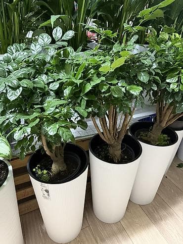 Кустарниковый фикус (Ficus microcarpa, форма «гинсенг/бонсаи») в lalafo.kg да Кустарниковый фикус (Ficus microcarpa, форма «гинсенг/бонсаи») в