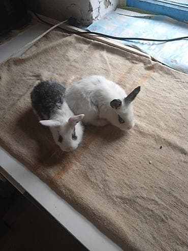 Продаю крольчат 1 месяц,6 штук at lalafo.kg — 5 Продаю крольчат 1 месяц,6 штук — 5