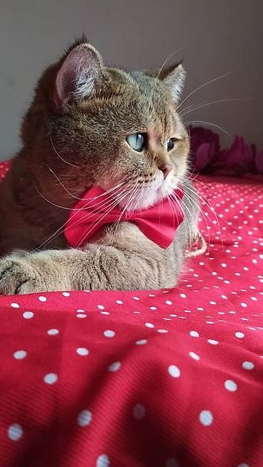 Вязка кошек ! Не продажа ! Шикарный клубный котик Шотландский lalafo.kg да — 4 Вязка кошек ! Не продажа ! Шикарный клубный котик Шотландский — 4