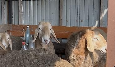 Продаю | Баран (самец) | Арашан | Для разведения | Осеменитель, Племенные at lalafo.kg Продаю | Баран (самец) | Арашан | Для разведения | Осеменитель, Племенные