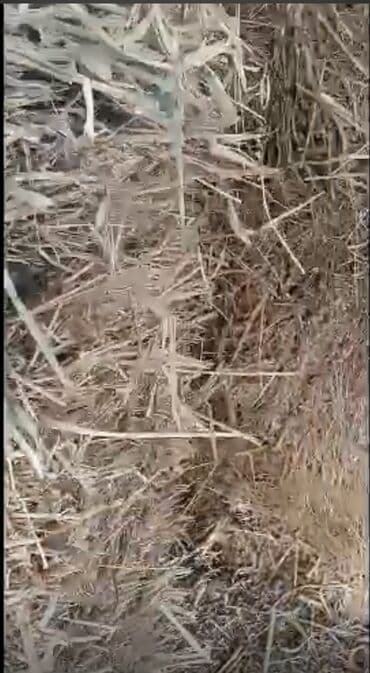 Таза эжес беде пресс сатылат 🍀 клевер 150сомдон дареги Жаны-Жер at lalafo.kg Таза эжес беде пресс сатылат 🍀 клевер 150сомдон дареги Жаны-Жер