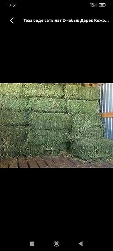 Сено Беде да бар сатылат таптаза 3чабык беде доставка менен озубуз at lalafo.kg Сено Беде да бар сатылат таптаза 3чабык беде доставка менен озубуз