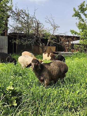 Продаю | Овца (самка) | На забой at lalafo.kg Продаю | Овца (самка) | На забой