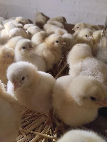 Продаю | Цыплята | Для разведения at lalafo.kg Продаю | Цыплята | Для разведения