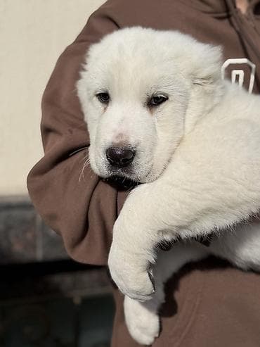 Алабай, 2 месяца, Самец, С прививкой at lalafo.kg Алабай, 2 месяца, Самец, С прививкой