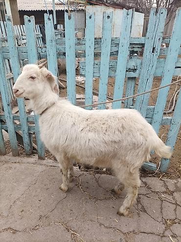 Продаю | Коза (самка) | Зааненская, Камори | Для разведения | Племенные at lalafo.kg Продаю | Коза (самка) | Зааненская, Камори | Для разведения | Племенные