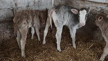 Продаю | Бык (самец), Тёлка, Музоо, торпок | Ангус, Швицкая, Симментальская | На откорм, Для разведения, Для молока | Искусственник at lalafo.kg — 5 Продаю | Бык (самец), Тёлка, Музоо, торпок | Ангус, Швицкая, Симментальская | На откорм, Для разведения, Для молока | Искусственник — 5