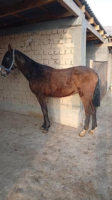 Продаю | Жеребенок | Полукровка | Для разведения | Племенные at lalafo.kg Продаю | Жеребенок | Полукровка | Для разведения | Племенные